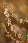 Prickly Russian Thistle (Salsola tragus) - Zion National Park