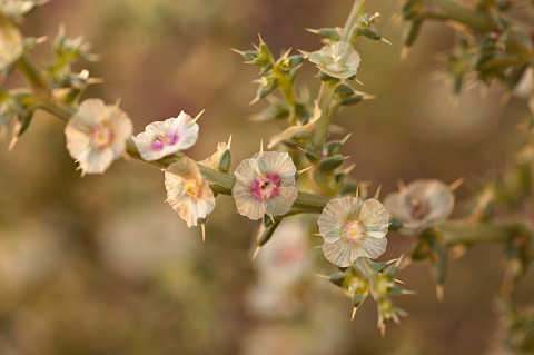 Prickly Russian Thistle (Salsola tragus). Zion National Park - September 19, 2010.