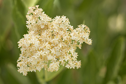 Blue Elderberry (Sambucus nigra). Zion National Park - July 3, 2010.