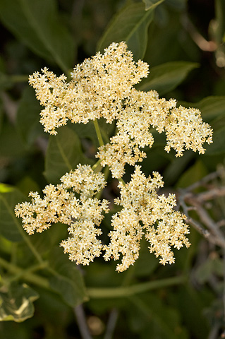 Blue Elderberry (Sambucus nigra). Zion National Park - July 3, 2010.