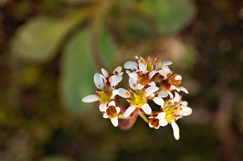 Diamond-leaved Saxifrage (Saxifraga rhomboidea). Zion National Park - May 15, 2010.