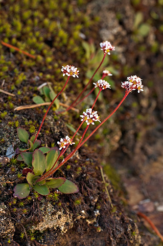 Diamond-leaved Saxifrage (Saxifraga rhomboidea). Zion National Park - May 15, 2010.