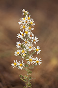 White Prairie Aster (Symphyotrichum falcatum) - Zion National Park