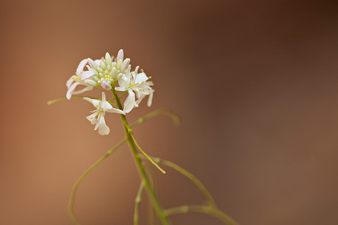 Droopflower Thelypody (Thelypodium laxiflorum). Zion National Park - June 6, 2009.