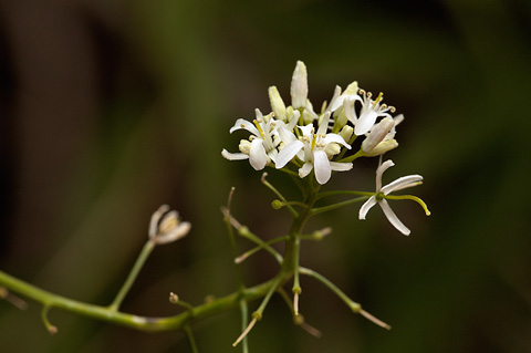 Droopflower Thelypody (Thelypodium laxiflorum). Zion National Park - July 24, 2010.