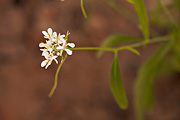 Droopflower Thelypody (Thelypodium laxiflorum) - Zion National Park