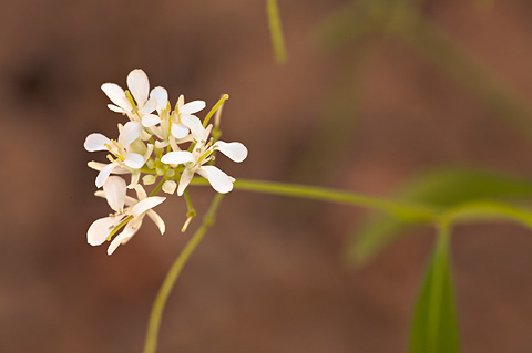 Droopflower Thelypody (Thelypodium laxiflorum). Zion National Park - June 10, 2010.