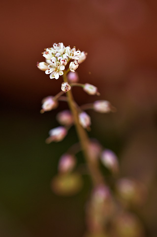 Sand Fringepod (Thysanocarpus curvipes). Zion National Park - April 17, 2010.
