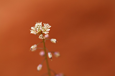 Sand Fringepod (Thysanocarpus curvipes). Zion National Park - April 17, 2010.