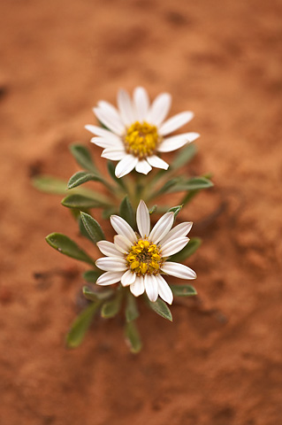 Hoary Townsend Daisy (Townsendia incana). Zion National Park - May 23, 2009.