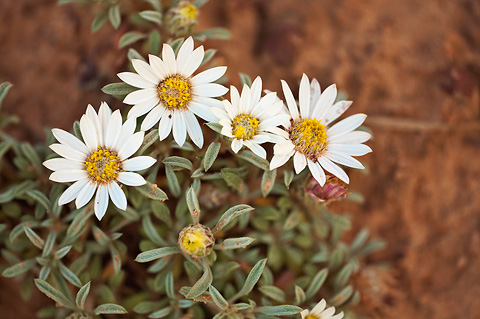 Hoary Townsend Daisy (Townsendia incana). Zion National Park - May 24, 2009.