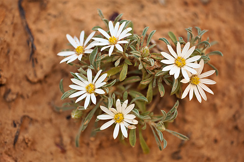 Hoary Townsend Daisy (Townsendia incana). Zion National Park - May 24, 2009.
