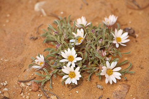 Hoary Townsend Daisy (Townsendia incana). Zion National Park - May 16, 2010.