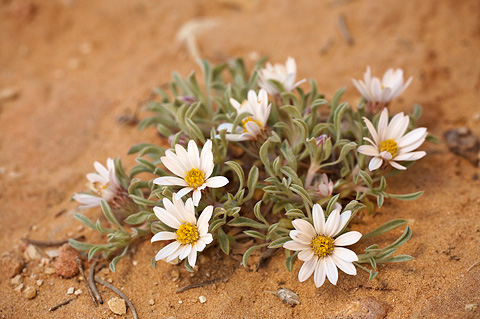 Hoary Townsend Daisy (Townsendia incana). Zion National Park - May 16, 2010.