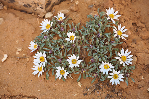 Hoary Townsend Daisy (Townsendia incana). Zion National Park - May 16, 2010.