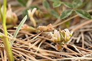 Hollyleaf Clover (Trifolium gymnocarpon) - Zion National Park