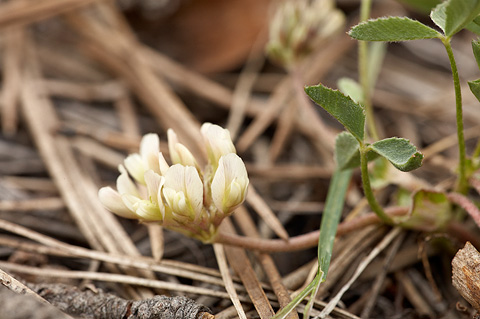 Hollyleaf Clover (Trifolium gymnocarpon). Zion National Park - May 17, 2010.