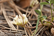 Hollyleaf Clover (Trifolium gymnocarpon) - Zion National Park