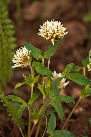 Rusby's Clover (Trifolium longipes). Zion National Park - June 11, 2010.