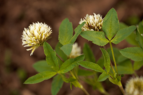 Rusby's Clover (Trifolium longipes). Zion National Park - June 11, 2010.