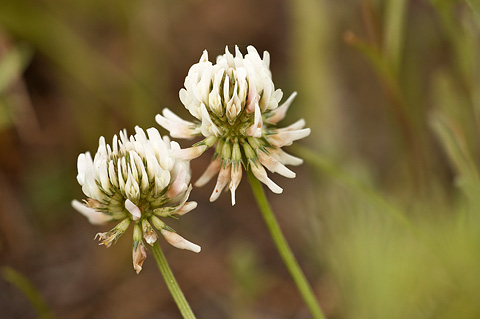 White Clover (Trifolium repens). Zion National Park - July 5, 2010.