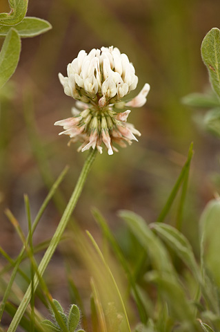 White Clover (Trifolium repens). Zion National Park - July 5, 2010.