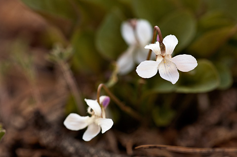Hookedspur Violet (Viola adunca). Zion National Park - May 16, 2010.