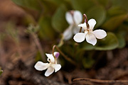 Hookedspur Violet (Viola adunca) - Zion National Park