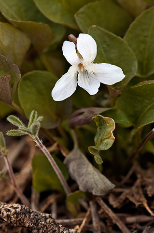Hookedspur Violet (Viola adunca). Zion National Park - May 16, 2010.