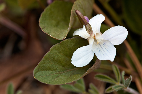 Hookedspur Violet (Viola adunca). Zion National Park - May 16, 2010.
