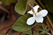 Hookedspur Violet (Viola adunca) - Zion National Park