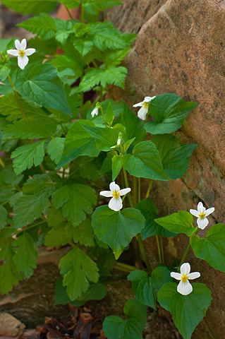 Canada Violet (Viola canadensis). Zion National Park - May 12, 2006.