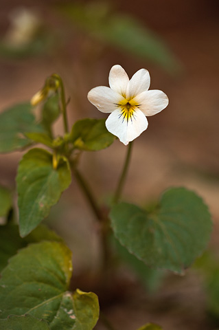Canada Violet (Viola canadensis). Zion National Park - May 2, 2010.