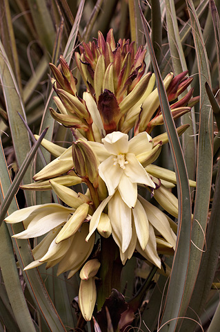 Banana Yucca (Yucca baccata). Zion National Park - May 2, 2009.