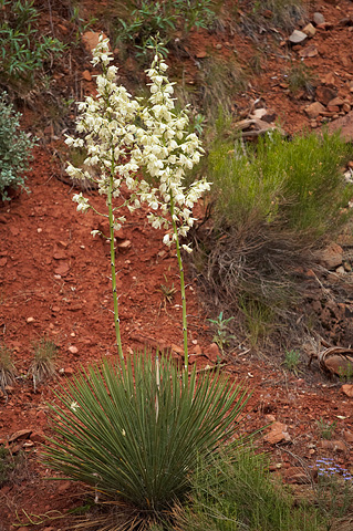 Utah Yucca (Yucca utahensis). Zion National Park - May 22, 2009.