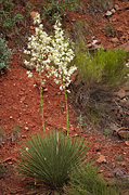 Utah Yucca (Yucca utahensis) - Zion National Park