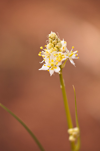 Foothill Deathcamas (Zigadenus paniculatus). Zion National Park - May 3, 2009.