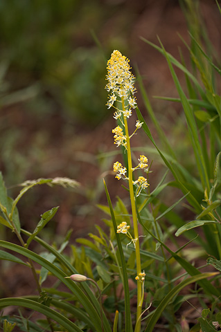 Foothill Deathcamas (Zigadenus paniculatus). Zion National Park - May 22, 2009.