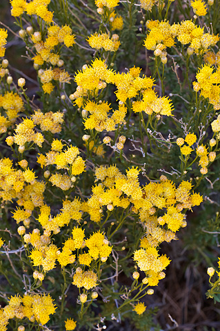 Rayless Goldenhead (Acamptopappus sphaerocephalus). Zion National Park - May 29, 2010.