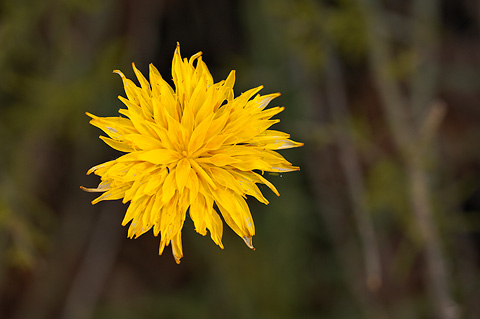False Agoseris (Agoseris glauca). Zion National Park - May 15, 2010.