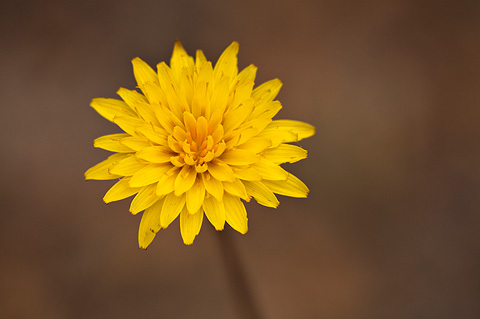 False Agoseris (Agoseris glauca). Zion National Park - May 22, 2009.