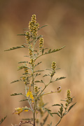 Burr Ragweed (Ambrosia acanthicarpa) - Zion National Park