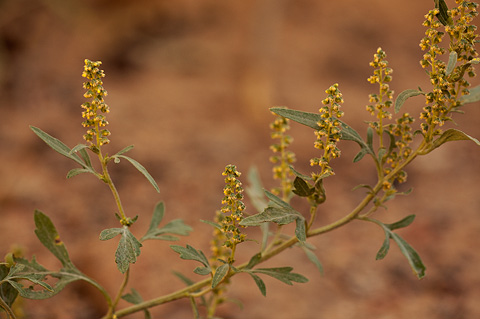 Burr Ragweed (Ambrosia acanthicarpa). Zion National Park - September 18, 2010.