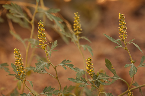 Burr Ragweed (Ambrosia acanthicarpa). Zion National Park - September 18, 2010.