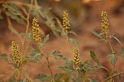 Burr Ragweed (Ambrosia acanthicarpa) - Zion National Park