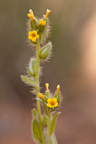 Common Fiddleneck (Amsinckia intermedia). Zion National Park - May 1, 2010.