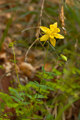 Golden Columbine (Aquilegia chrysantha). Zion National Park - May 12, 2006.