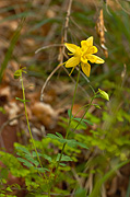 Golden Columbine (Aquilegia chrysantha) - Zion National Park