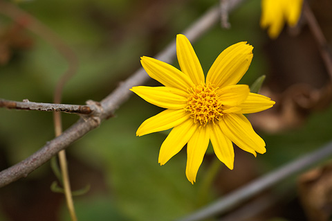 Heartleaf Arnica (Arnica cordifolia). Zion National Park - May 15, 2010.