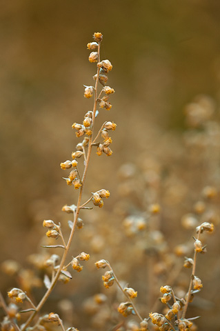 White Sagebrush (Artemisia ludoviciana). Zion National Park - September 18, 2010.